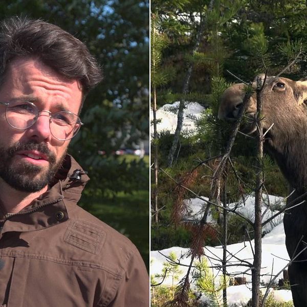 Till vänster är en bild på Magnus Hansson, jaktvårdskonsulent på Jägareförbundet Mitt Norrland. Till höger är en bild på en älg som äter på en tallplanta i skogen.