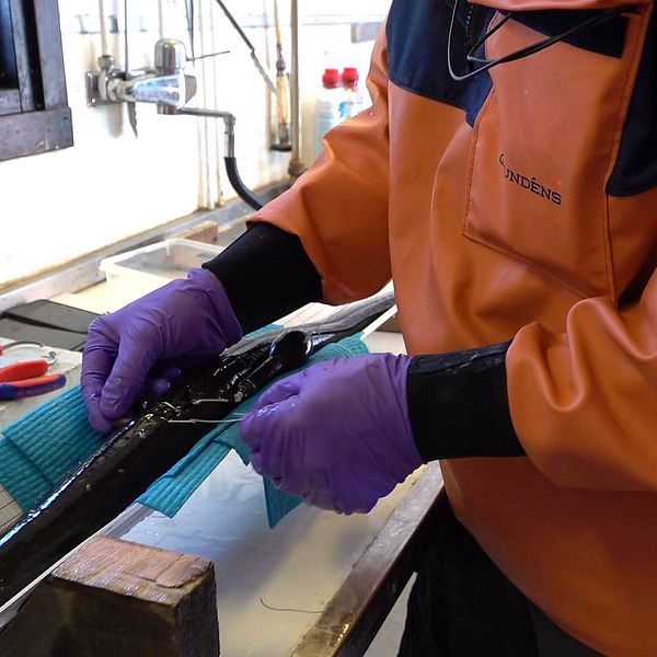 En ål får en sändare fastsatt av en forskare iklädd skyddsutrustning.