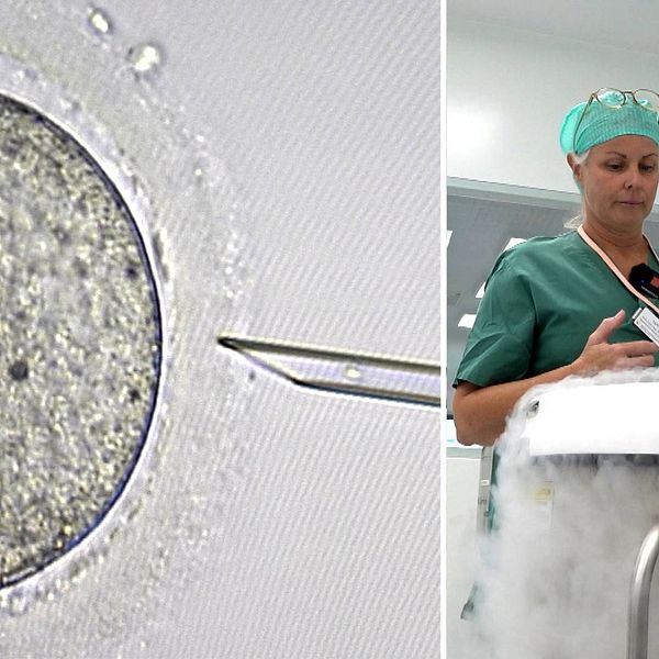 Till vänster: Ett ägg håller på att befruktas. Till höger: Labchef Ingela Soltic står vid en frys med spermier.