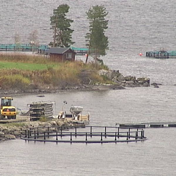 Bild på odlingskassar för fiskodling i Storsjön.