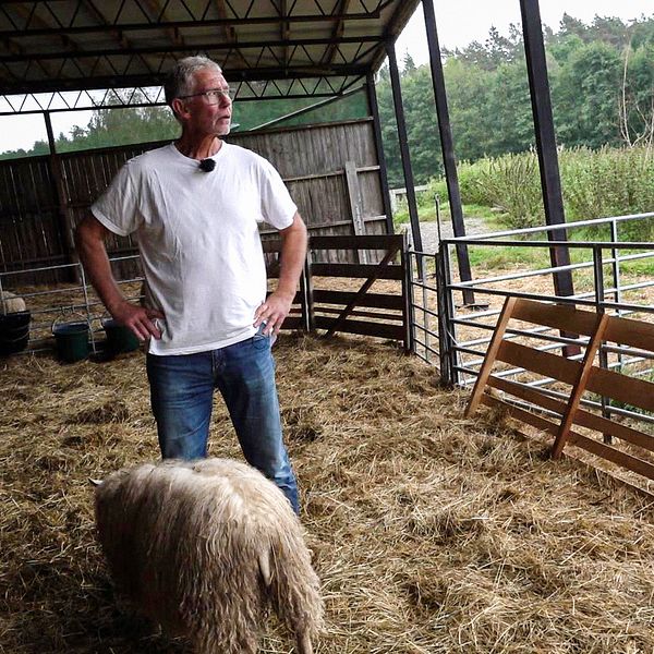 Mikael Larsson i Tanum på sin gård med får.