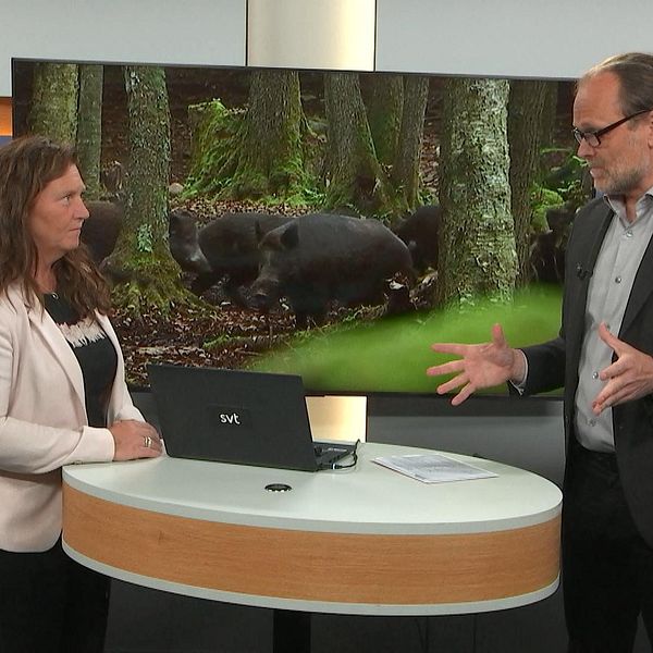 Jeanette Blackert, ordförande för LRF Östergötland, och programledare Carl Bruno Tersmeden i studion.