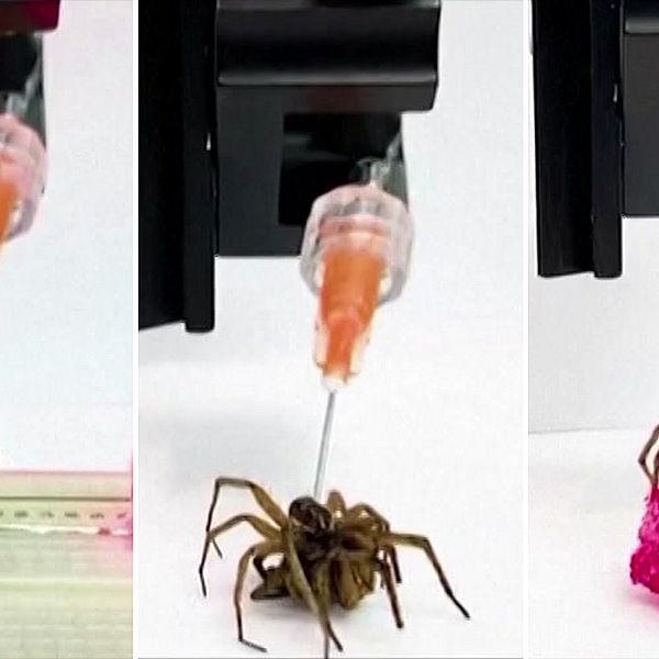 Se hur den döda spindeln förvandlas till en robotarm i klippet.