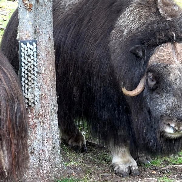 Myskoxen Brutus i hägnet vid Myskoxcentrum i Tännäs