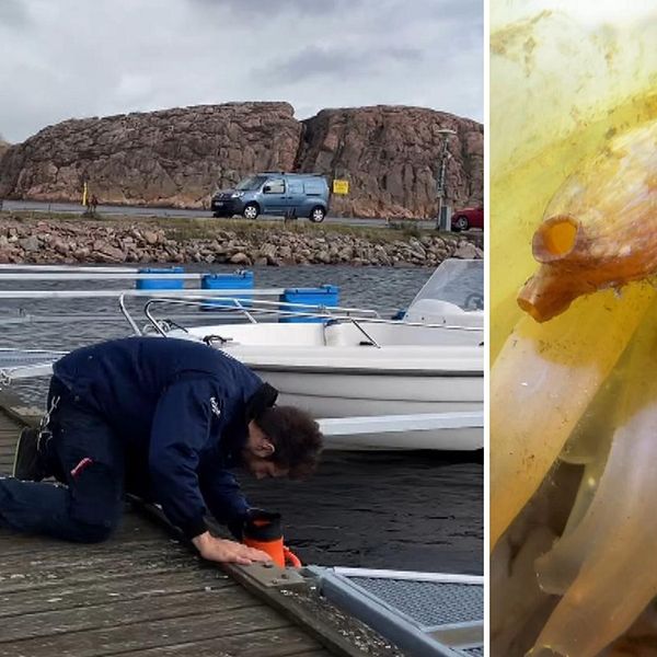 Två marinbiologer letar lädersjöpungar i skalhamn i lysekil.