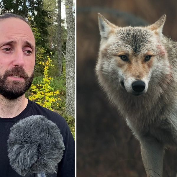 Hör Daniel Mallwitz, vilthandläggare på Länsstyrelsen i Västmanland om hur många vargar som får skjutas.