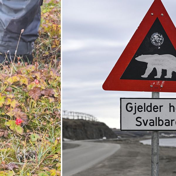 Isbjörnarna på Svalbard har fått sällskap av hjortron. Bilden till vänster är Stein Tore Pedersens egen bild på hjortronen från i somras.