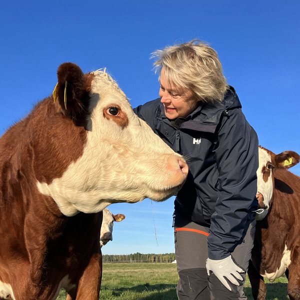 Lantbrukaren Gunilla Östangård står bredvid en ko, lutar sig mot henne och ser henne i ögonen. Den bruna kon med vitt huvud tittar tillbaka på Gunilla Östangård. Bakom dem är himlen blå och fler kor står och tittar rakt fram.