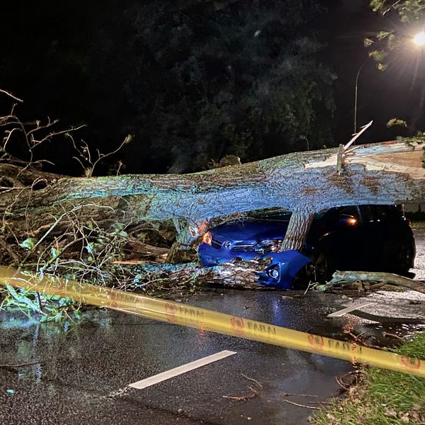 Ett stort träd föll över en bil på Västanvägen i Bjärred på fredagskvällen. I bilen befann sig tre personer som chockades men klarade sig utan fysiska skador.