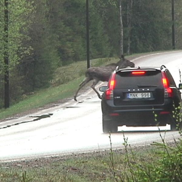 svart volvo är nära att krocka med älg på landsväg