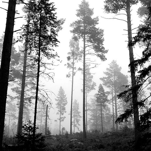 Klimatförändringen kommer i framtiden att ge betydligt mycket mer skog för avverkning i Sverige.