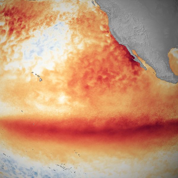 Ytvattentemperaturavvikelse från normalt över Stilla havet. Varmare (rött/orange) och kallare (blått).