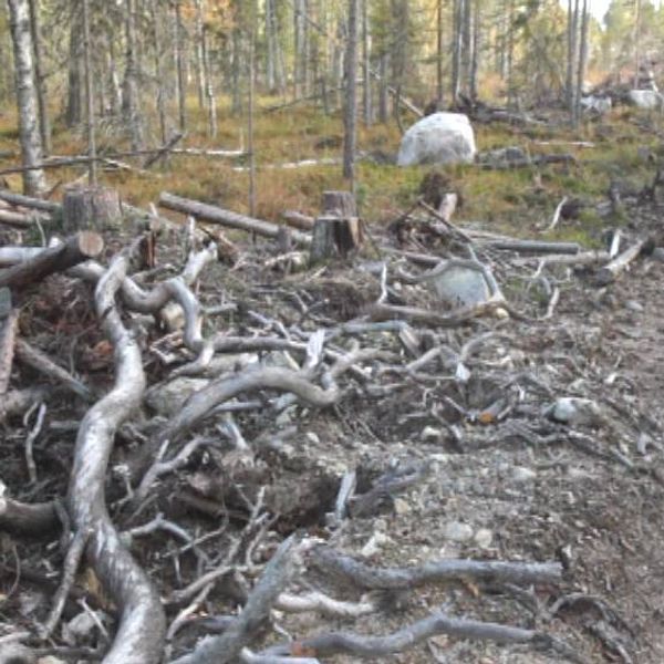 Avverkningen av urskogen i Karelen får miljögrupper att reagera starkt.
