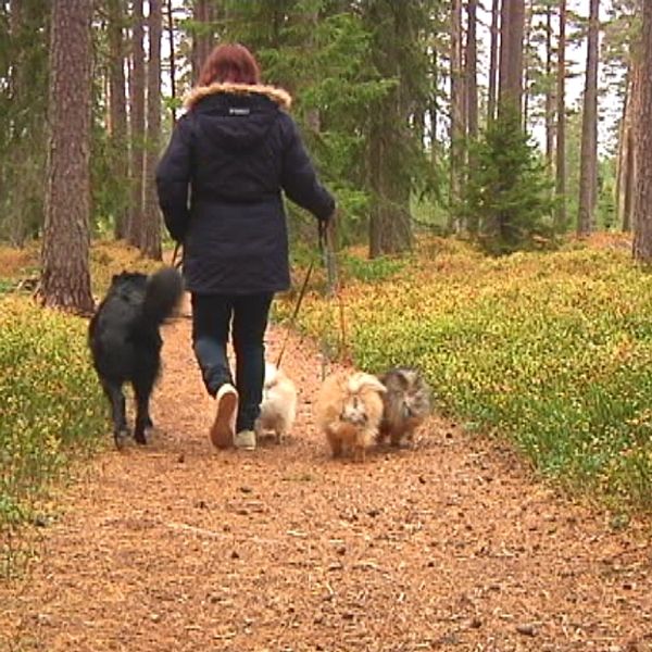 Kvinna går i skogen vid Axamo med flera hundar.