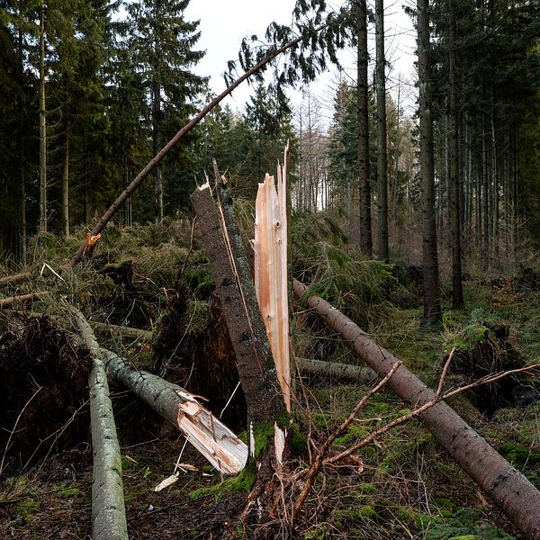Stormfälld skog efter stormen Gorm. Träd knäckta i vinden.