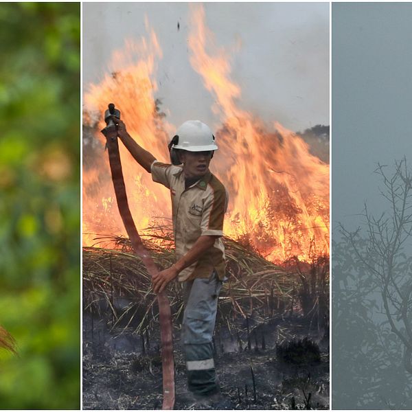 Palmoljan används flitigt som ingrediens i många av våra produkter, men det kommer på bekostnad av regnskogen, djurlivet och människorna som bor där.