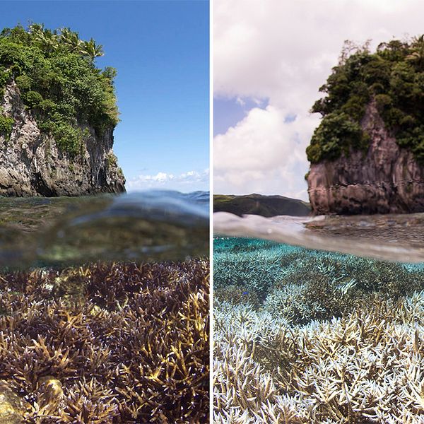 Stora andelar av koraller världen över riskerar att dö på grund av blekningen som sker till följd av naturfenomenet El Niño.