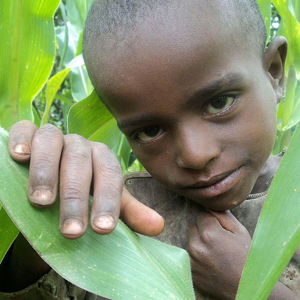 En etiopisk pojke i familjens majsfält. Rädda Barnen fruktar en svältkatastrof i Etiopien.