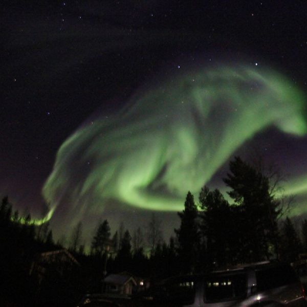 Norrskenet i Pajala formerar en jättelik vargkropp på himlen. Foto: Marja-Terttu Karlsson