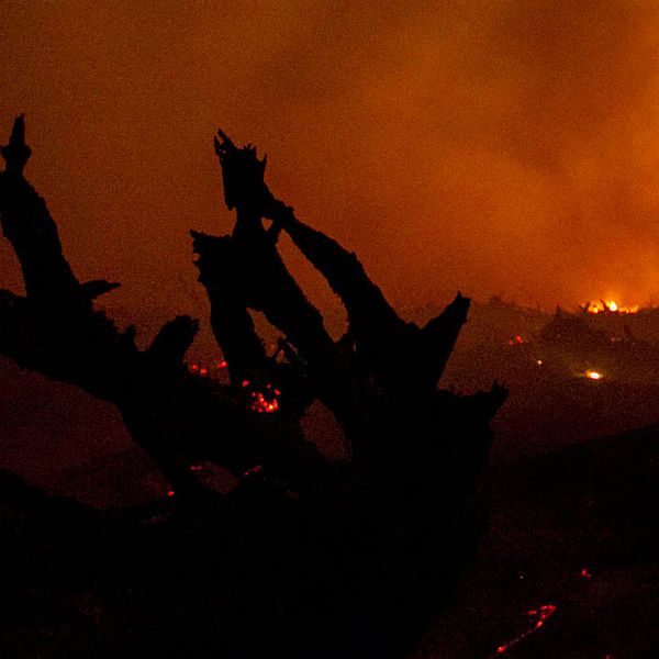 Indonesien har drabbats av allt fler skogsbränder i år som en följd av den torka som orsakats av väderfenomenet El Niño.