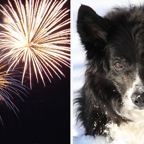 fyrverkerier och en hund