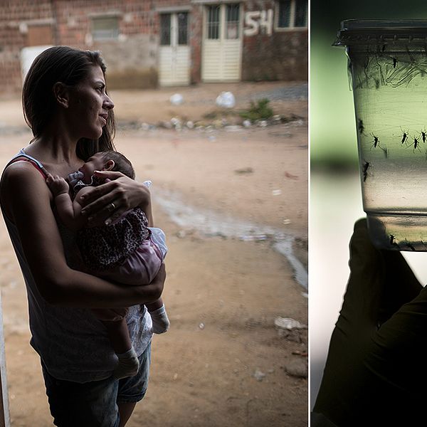 En kvinna i Brasilien håller sitt barn som fötts med mikrocefali, en medfödd missbildning av hjärnan som gör att barnet har ett för litet huvud.