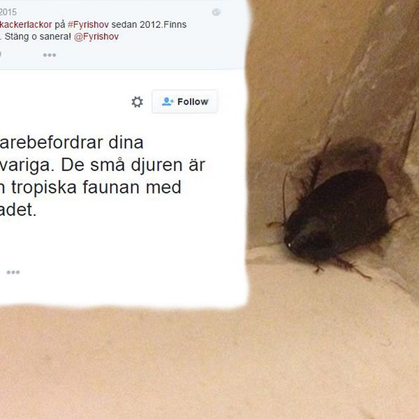 Skärmdump av Tweet och kackerlacka från Fyrishov.