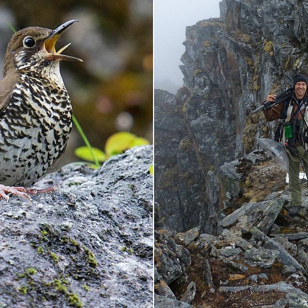 Himalayatrast är namnet på en helt ny fågelart som har upptäckts av forskningsgrupp ledd av uppsalaprofessorn Per Alström.