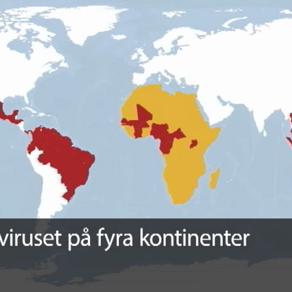 Här finns zikaviruset