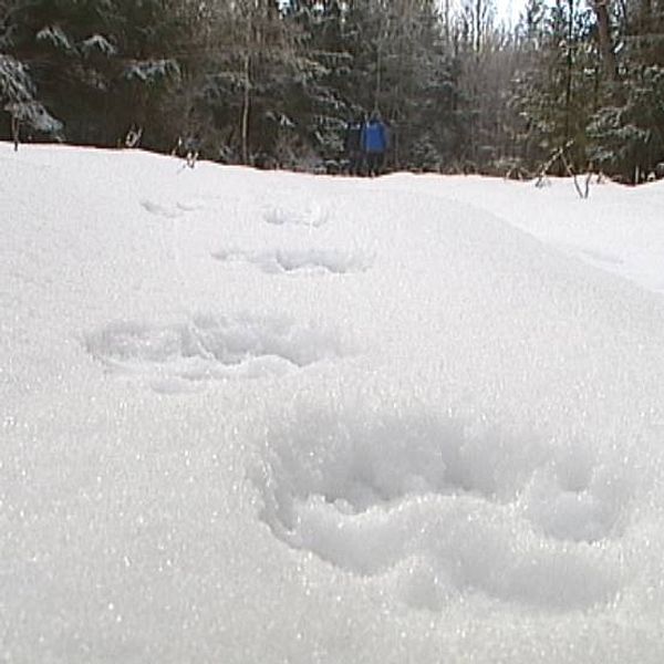 spår av tassar i snö i skogen