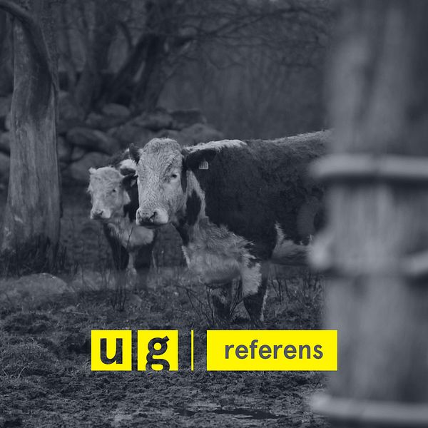 UG-referens