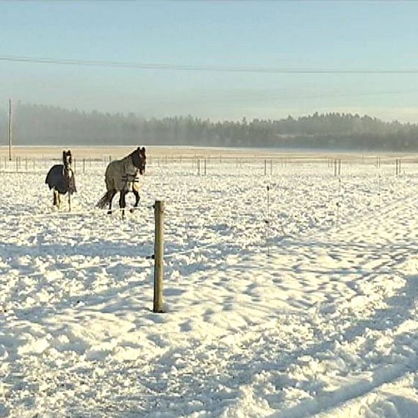 vinter hästar sadelstölder Rappestad Linköping