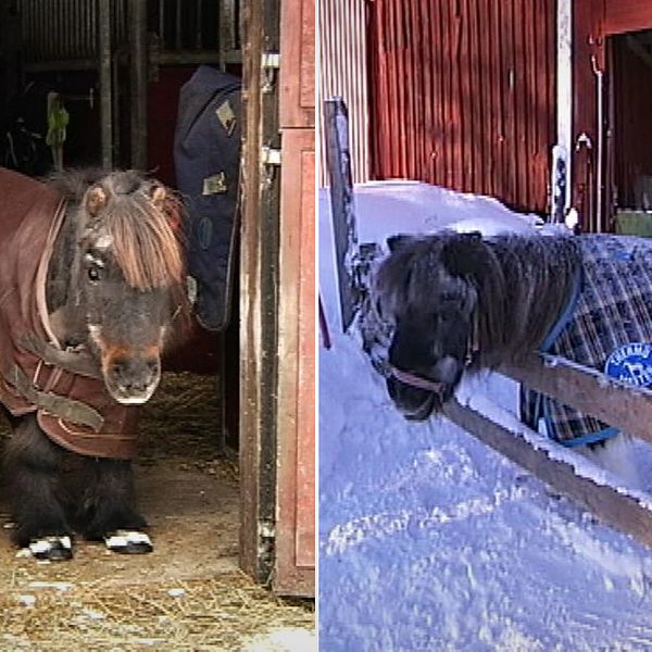 Hamo, 42, och Poppy, 40, är troligtvis Sveriges äldsta shetlandsponnys. Nu har de funnit kärleken.