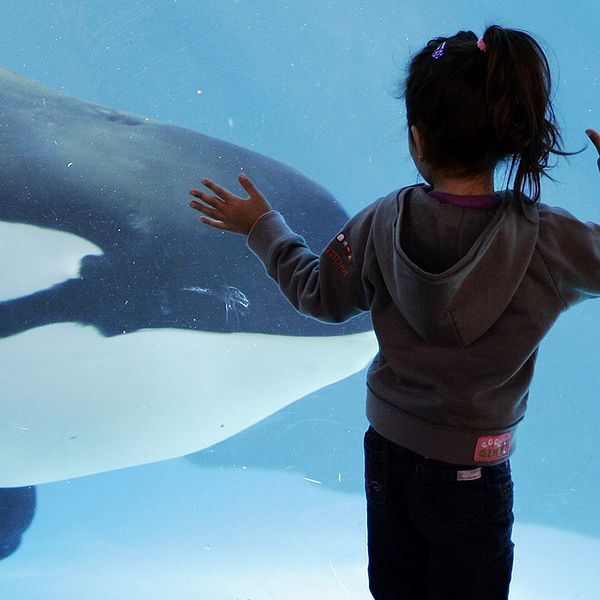 En liten flicka tittat på en späckhuggare på SeaWorld