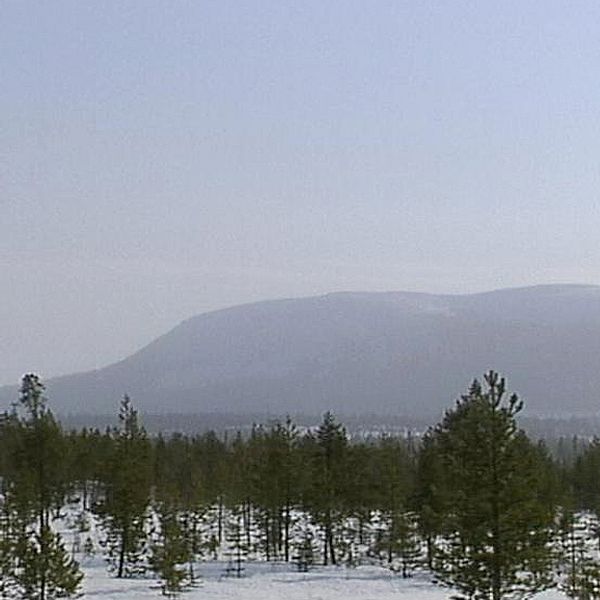 Berg och gles skog