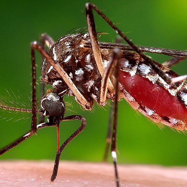 Honmygga av arten Aedes aegypti, som kan sprida bland annat denguefeber och zika.