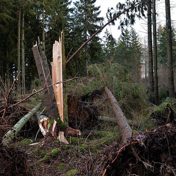 Förstörd skog efter storm.