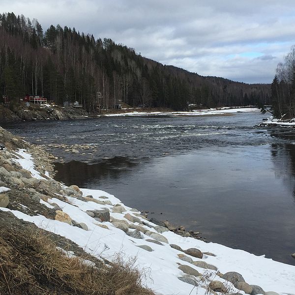 Allstaforsen i Ljungan nedströms Viforsens kraftverk.