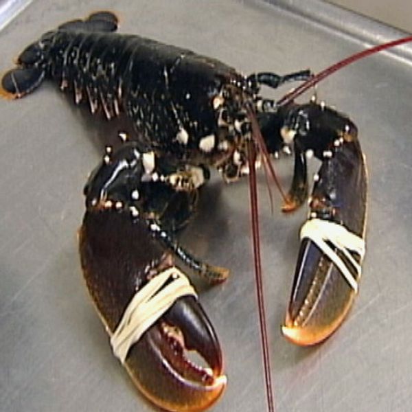 Sverige vill svartlista amerikansk hummer och förbjuda import till EU-länder.