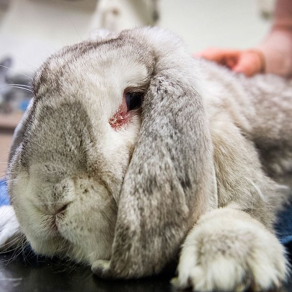 Den smittsamma sjukdomen kaningulsot finns nu spridd norr om Mälaren. För första gången någonsin. Det konstaterar Statens veterinärmedicinska anstalt (SVA) efter undersökning av en död kanin.