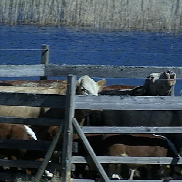 Kor i inhängnad i Lina naturreservat från kosläppet 2015.