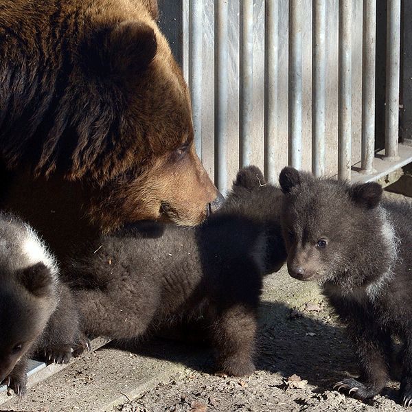 Björnhonan Lill-Babs med sina ungar som tittade ut från idet på Skansen i veckan.