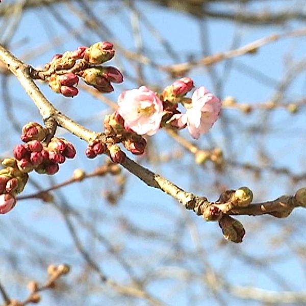 körsbärsträd i blomning