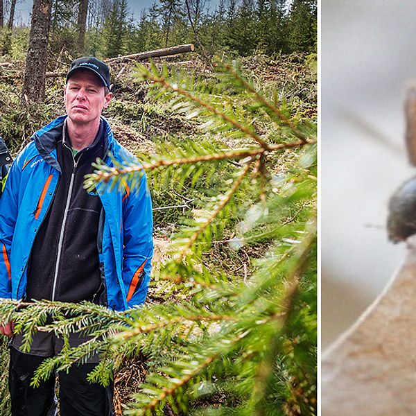 Gunnar Isacsson, Skogsstyrelsen och Staffan Andersson, produktionsledare Holmen.