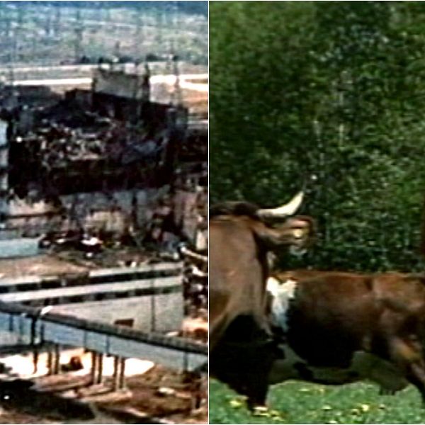 Den havererade reaktorn i Tjernobyl, och person i skyddskläder bland kor på en äng.