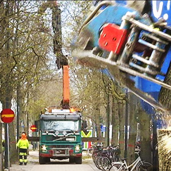 Kommunen fäller träd i allén längs Nygatan i Gävle