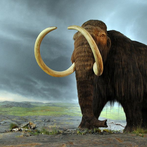 En ullhårig mammut.