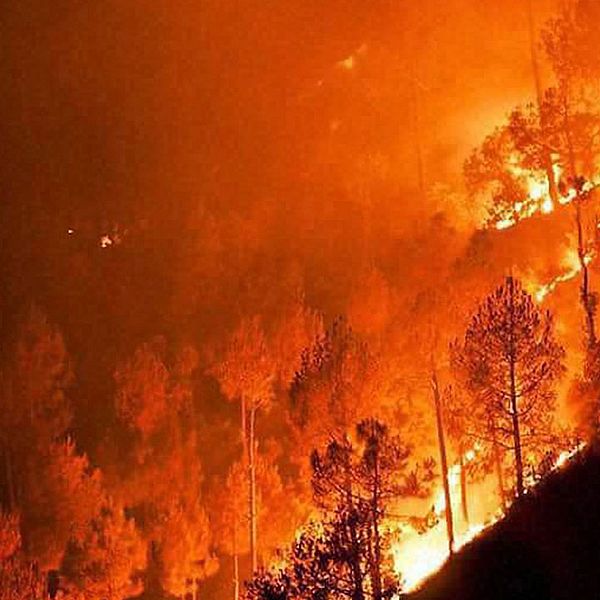 Skogsbrand i Indien.