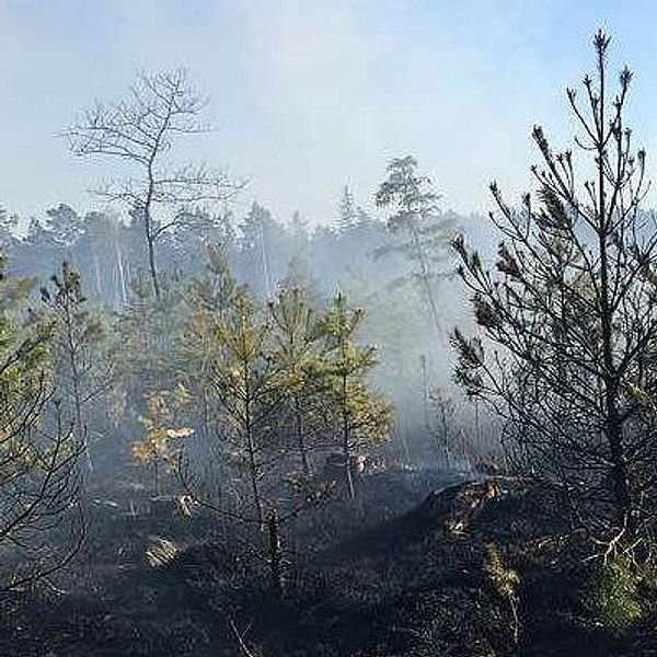 Del av brandområdet på Gotland