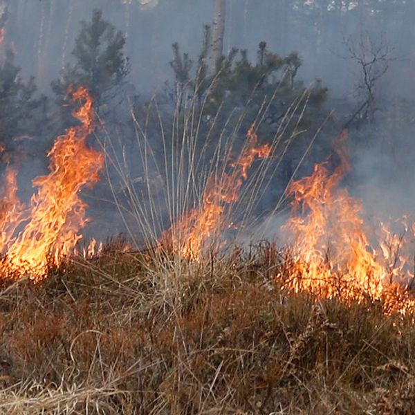 Gräsbränder är vanliga i torra marker